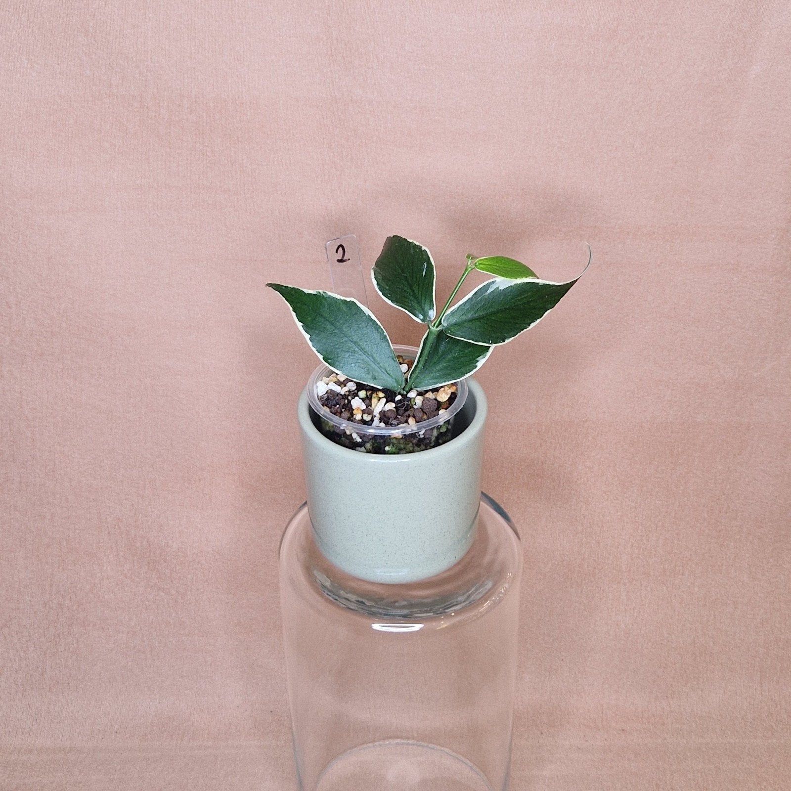 Hoya Polyneura Albo Variegata 2, Verzenden, Overige soorten, Halfschaduw, Minder dan 100 cm