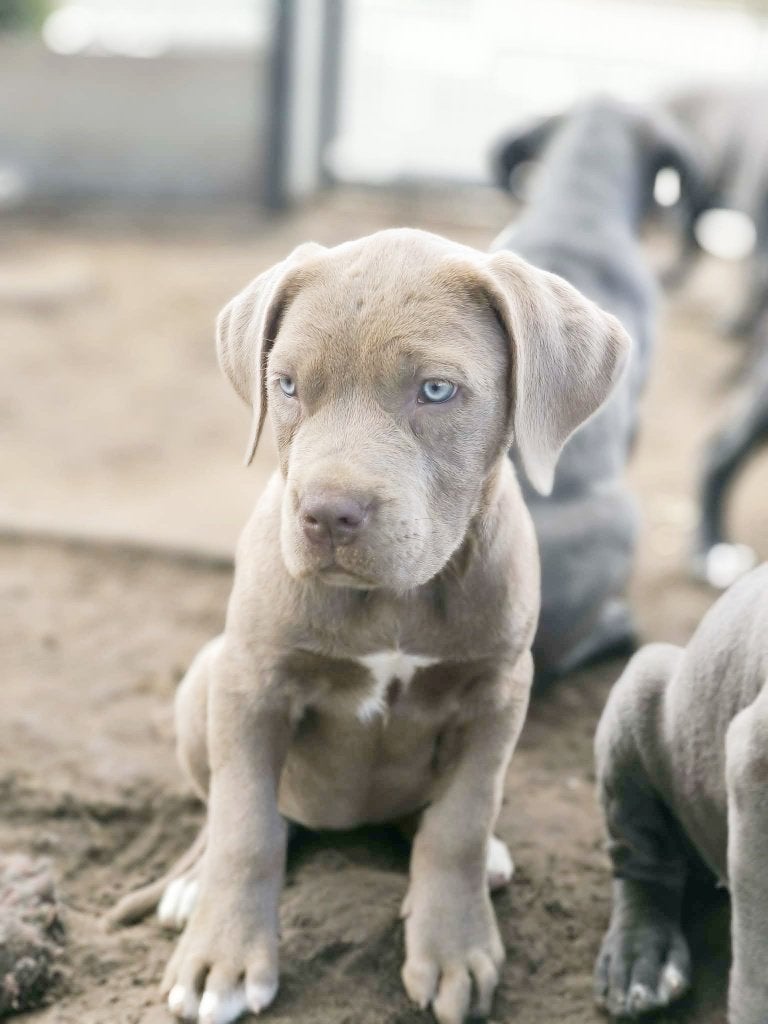 Prachtige Cane Corso pupjes, Parvo, België, 8 tot 15 weken, Bulldog