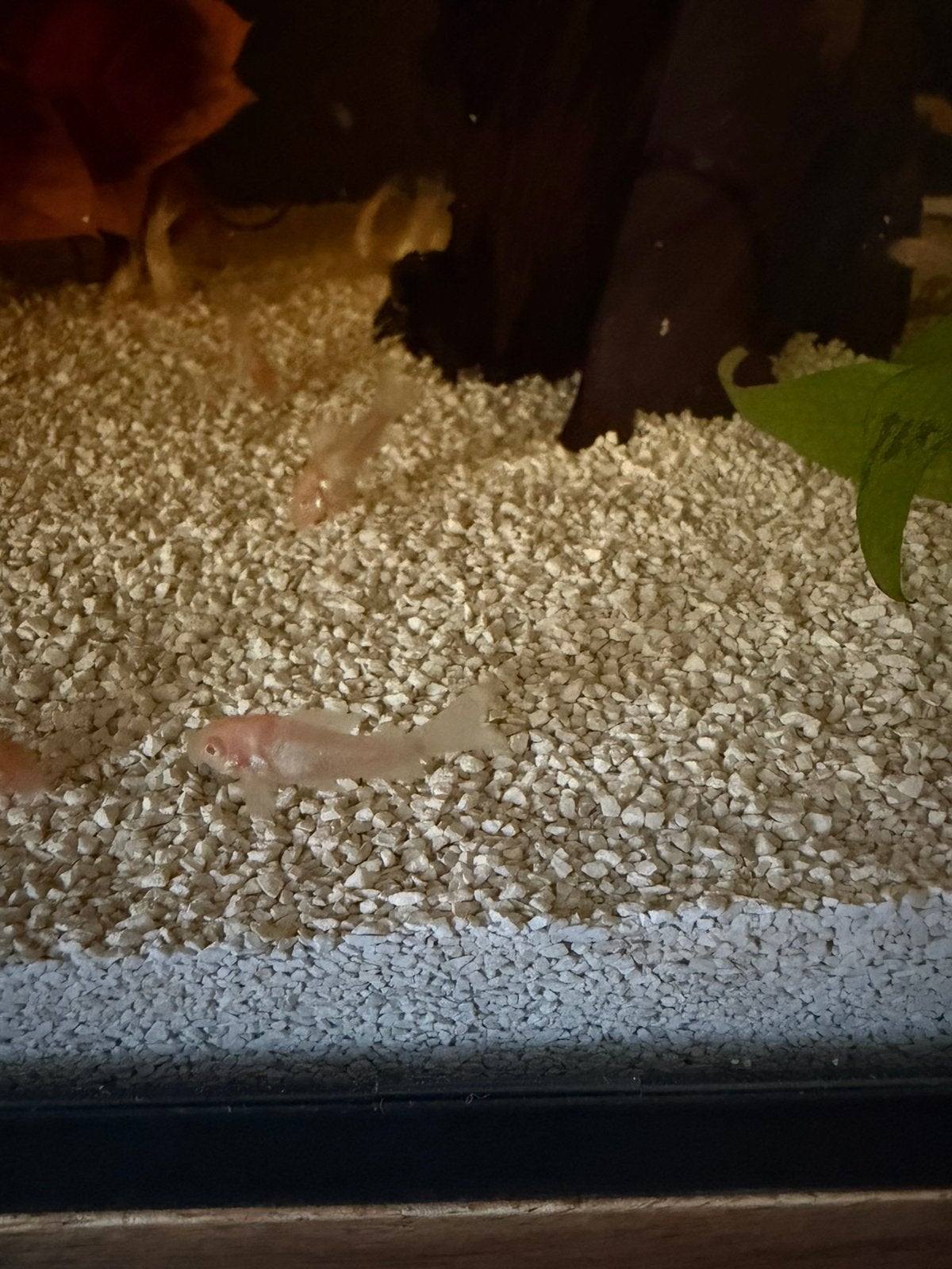 Corydoras albino aquarium vissen Aanbieding!!, Dieren en Toebehoren, Vissen | Aquariumvissen, Vis