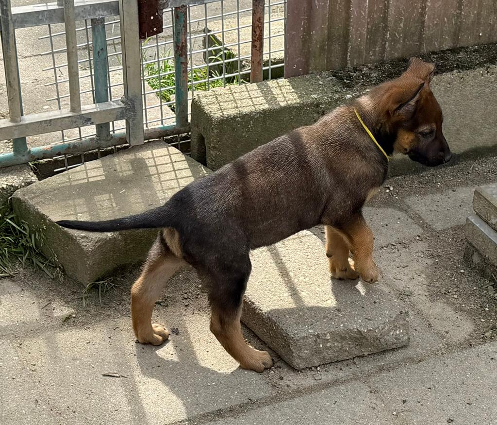 Pups Hollandse herder ALLEN GERESERVEERD, Reu, 8 tot 15 weken, Meerdere, Herder