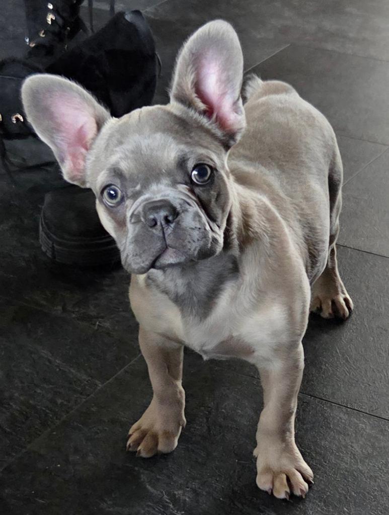 Schitterende Franse Bulldog teefje, Parvo, 8 tot 15 weken, Teef, Bulldog