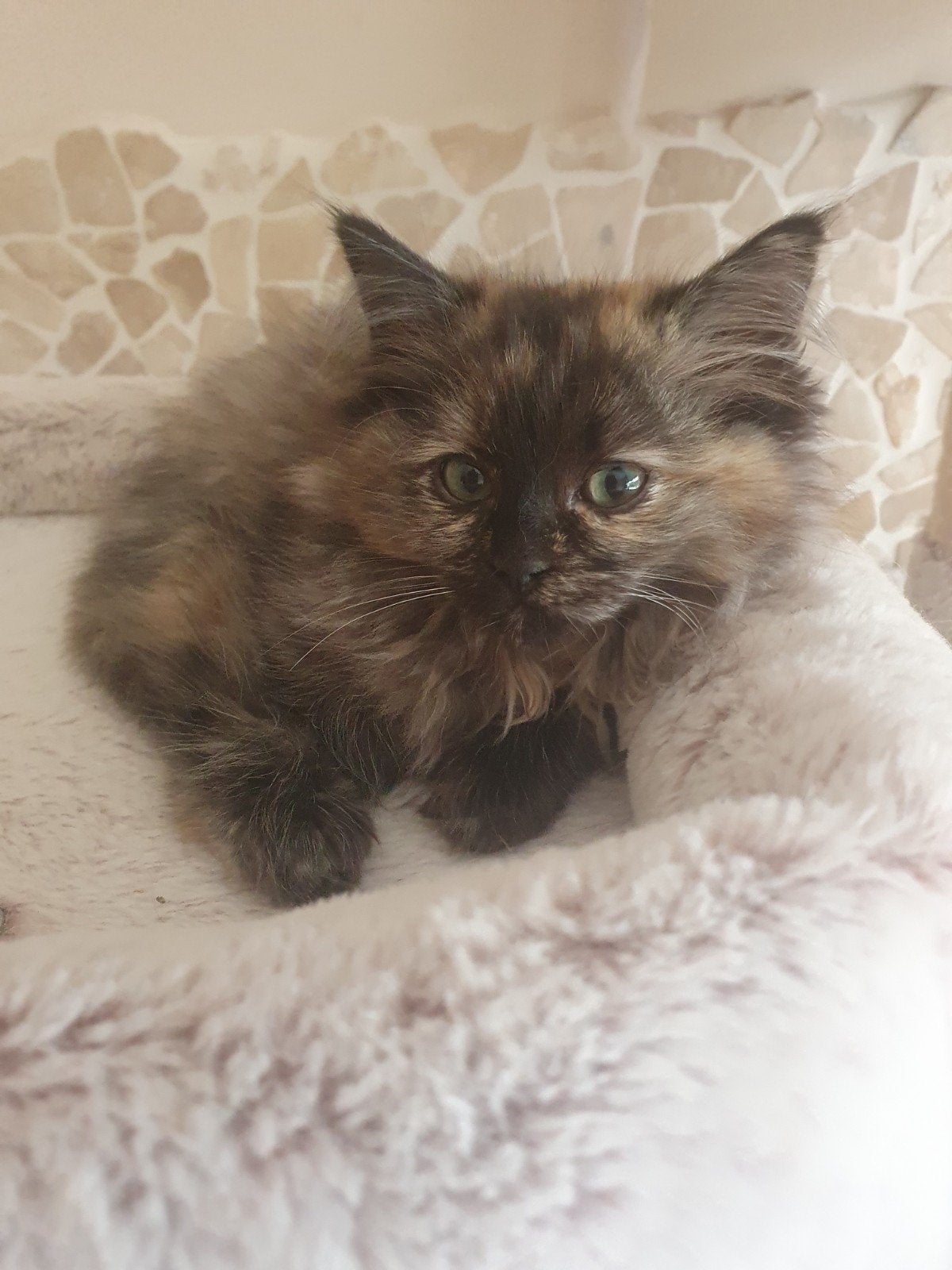 ragdoll kittens, cinnamon dragers! vader cinnamon solid, Kater, Ontwormd