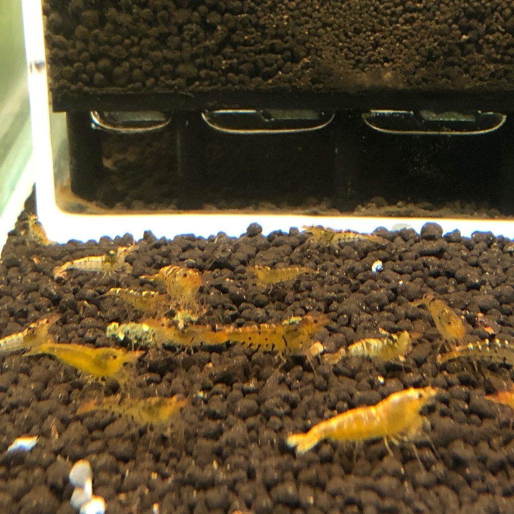 Tangerina Tijger Garnalen, Kreeft, Krab of Garnaal, Zoetwatervis, Schoolvis