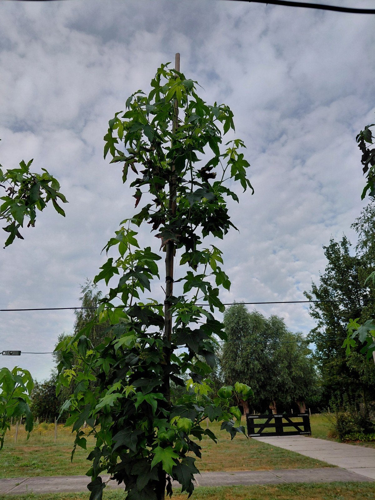 Amberboom Liquidambar styraciflua, Tuin en Terras, Planten | Bomen, Bloeit niet, Overige soorten, 250 tot 400 cm, Ophalen
