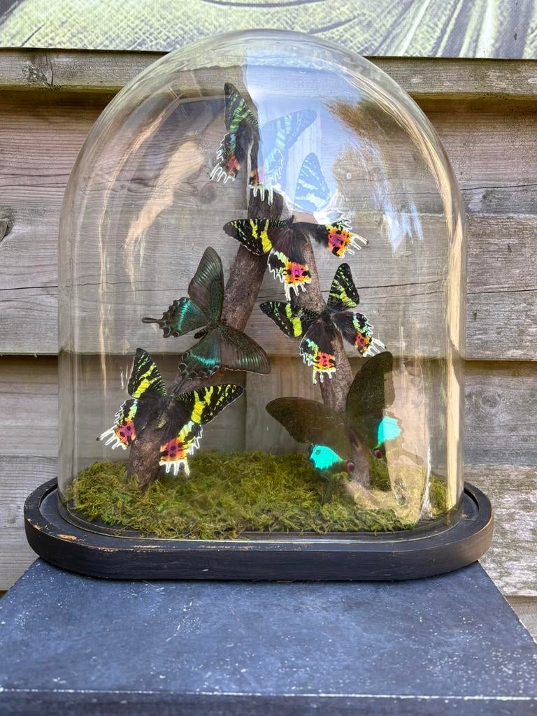 Geprepareerde vlinders in een ovale stolp, Ophalen of Verzenden, Insect, Opgezet dier