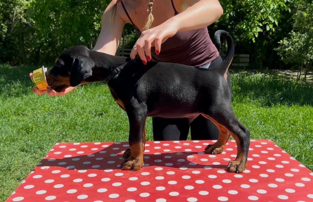 Doberman pupps, Overige rassen, 8 tot 15 weken, Buitenland, Parvo