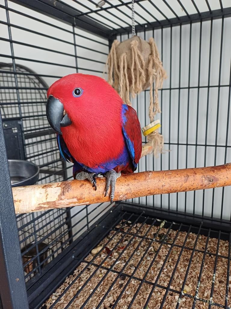 Mooie grote  kweek edelpapagaai pop, Dieren en Toebehoren, Vogels | Parkieten en Papegaaien, Vrouwelijk, Papegaai, Pratend