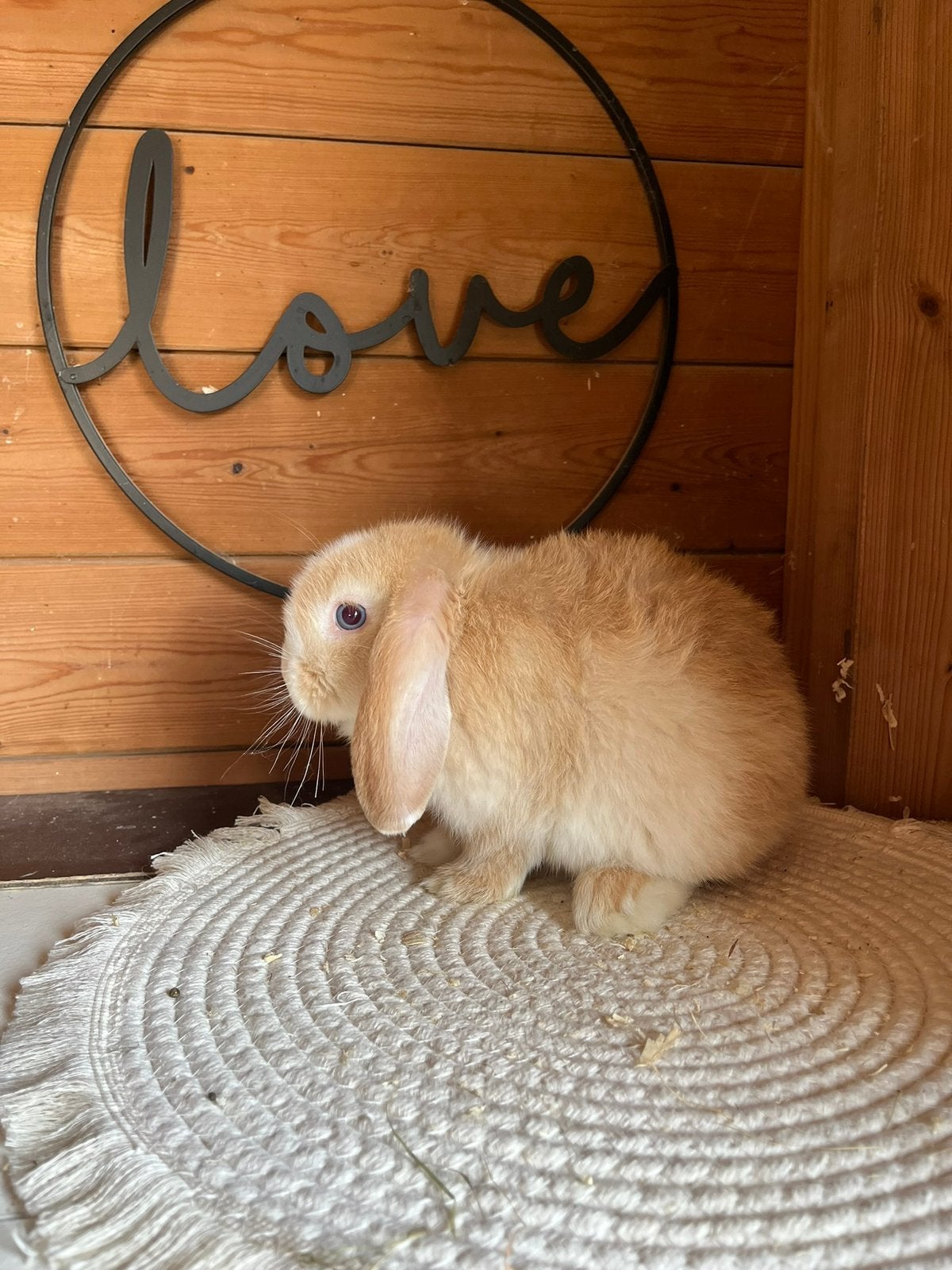 Minilop voedstertje🩷, Dieren en Toebehoren, Vrouwelijk, Dwerg