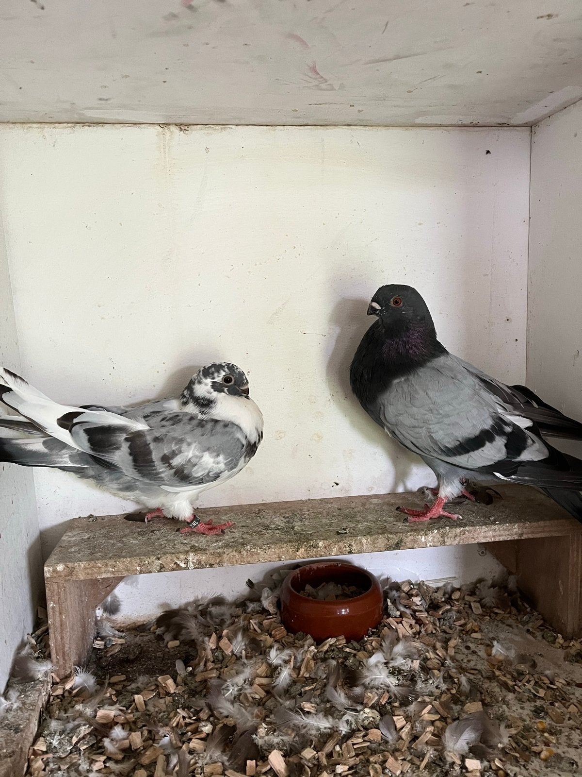 Canario kropper koppel piepers, Dieren en Toebehoren, Meerdere dieren, Kropper