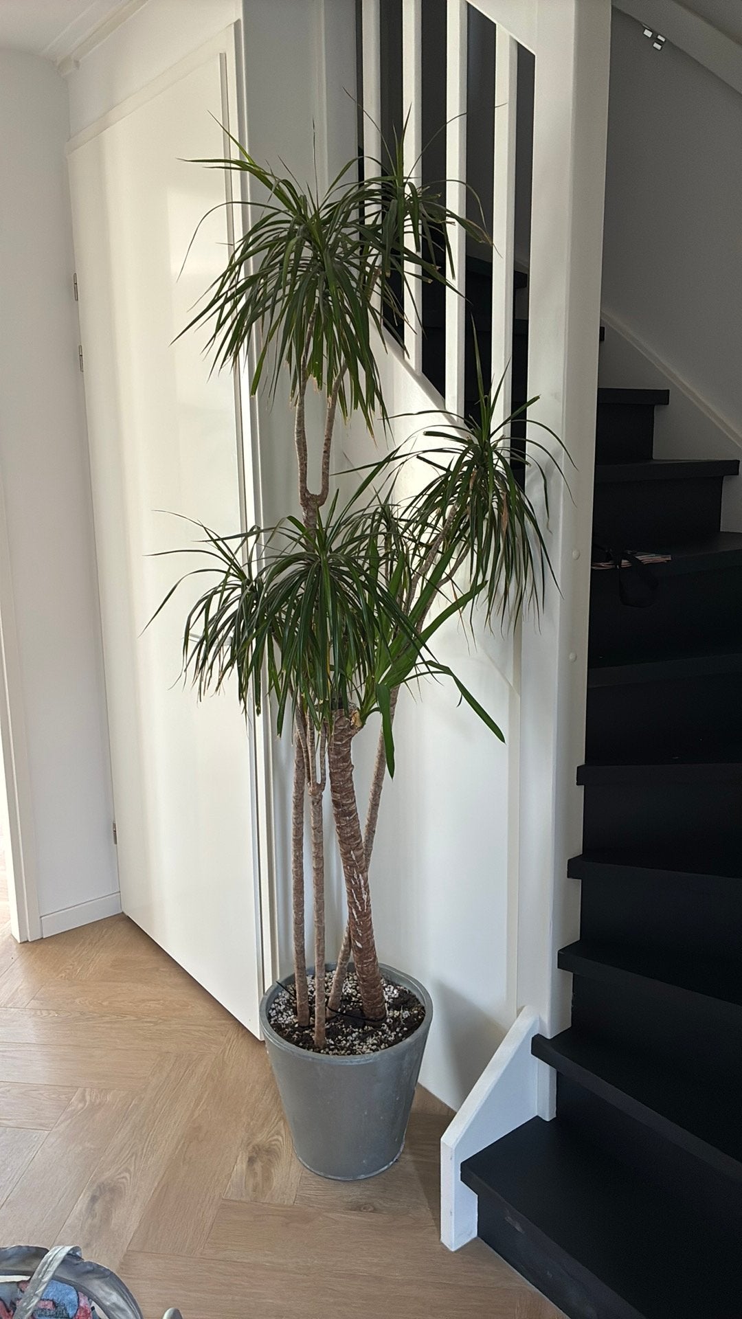Plant zonder plantenpot, Huis en Inrichting, Kamerplanten, Ophalen, Halfschaduw, Minder dan 100 cm