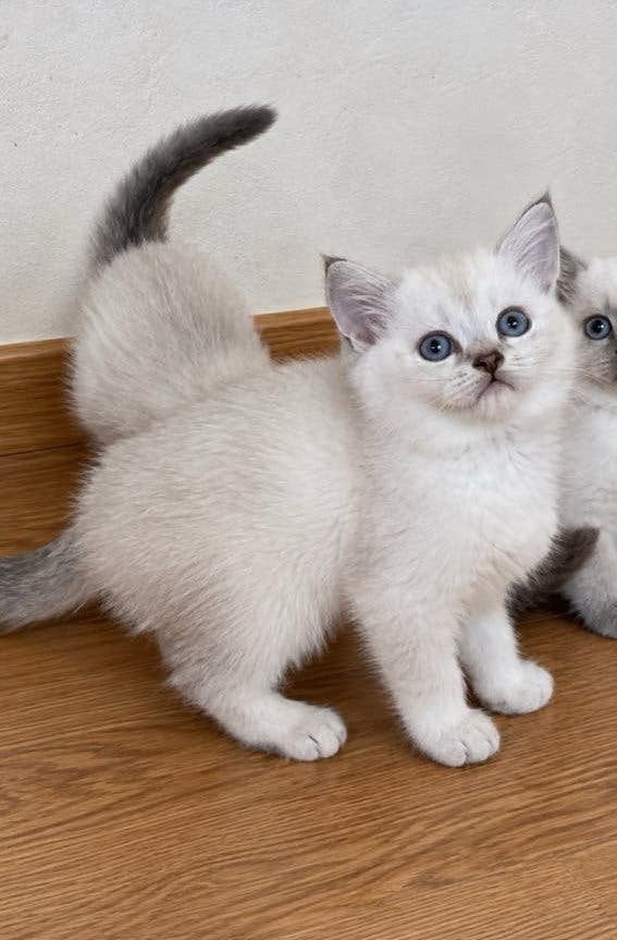 Britse Korthaar kittens, Meerdere dieren, Ontwormd