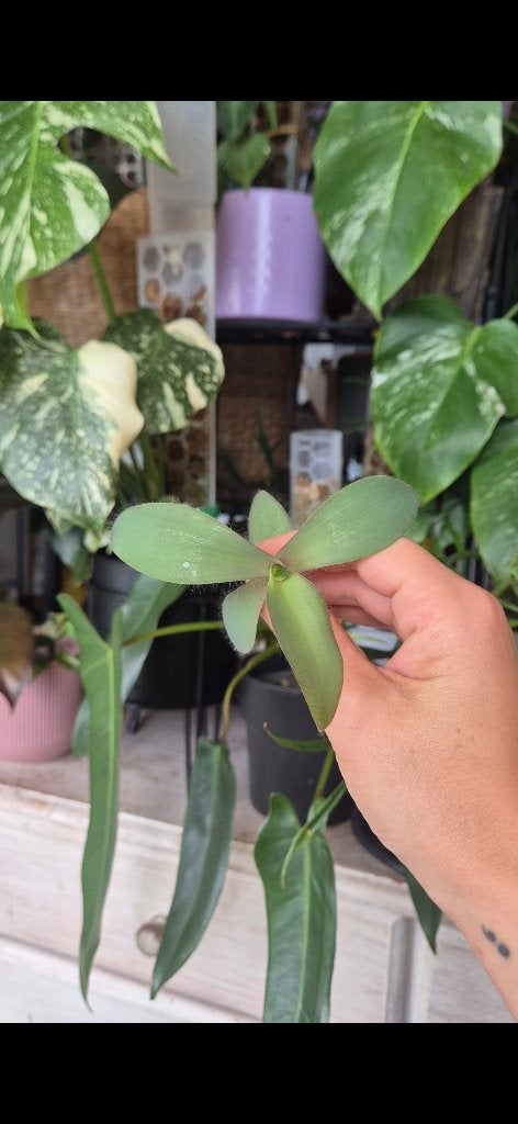 Tradescantia pallida blue sue zeldzaam, Overige soorten, Ophalen of Verzenden, Minder dan 100 cm, Bloeiende kamerplant
