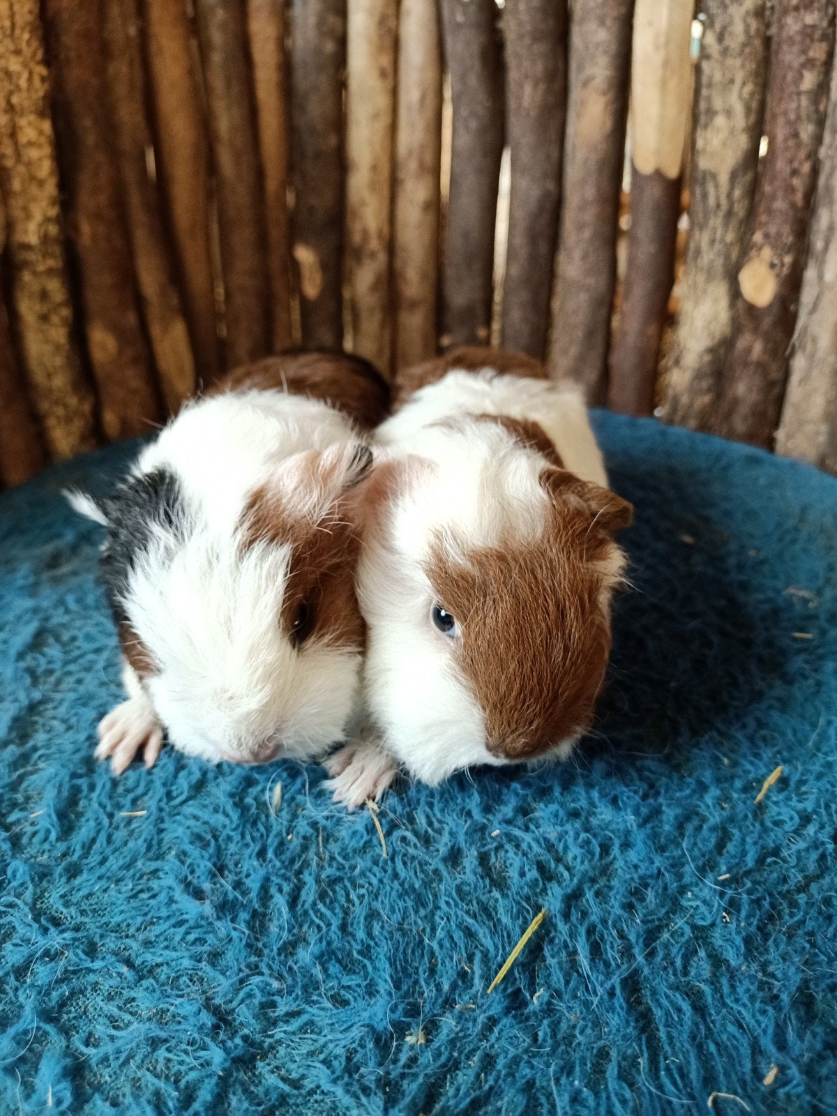 ch teddy cavia, Oktober, Vrouwelijk, Cavia