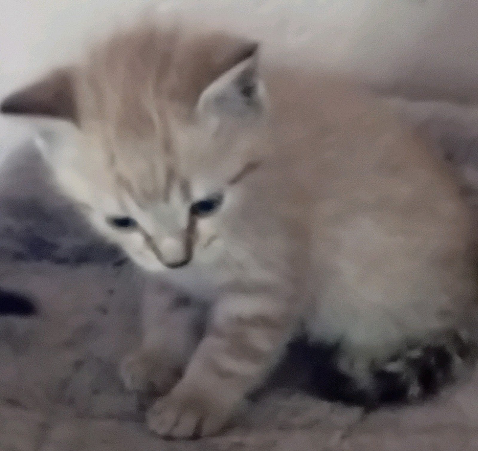 Ragdoll  Bengaal  m/ vader Ragdoll €