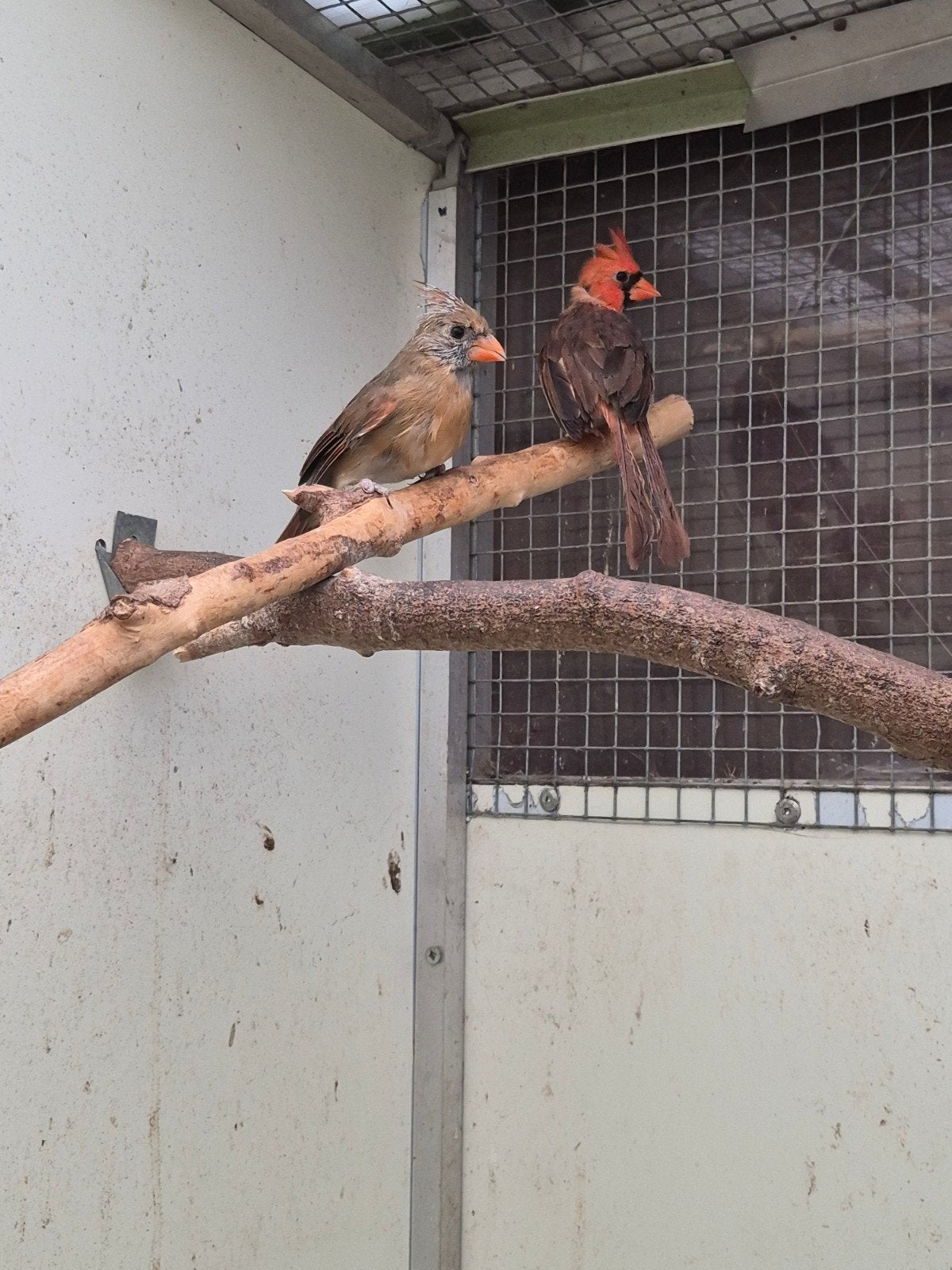 broedkoppel rode kardinalen ( vogelmarkt Scheemda), Dieren en Toebehoren, Meerdere dieren