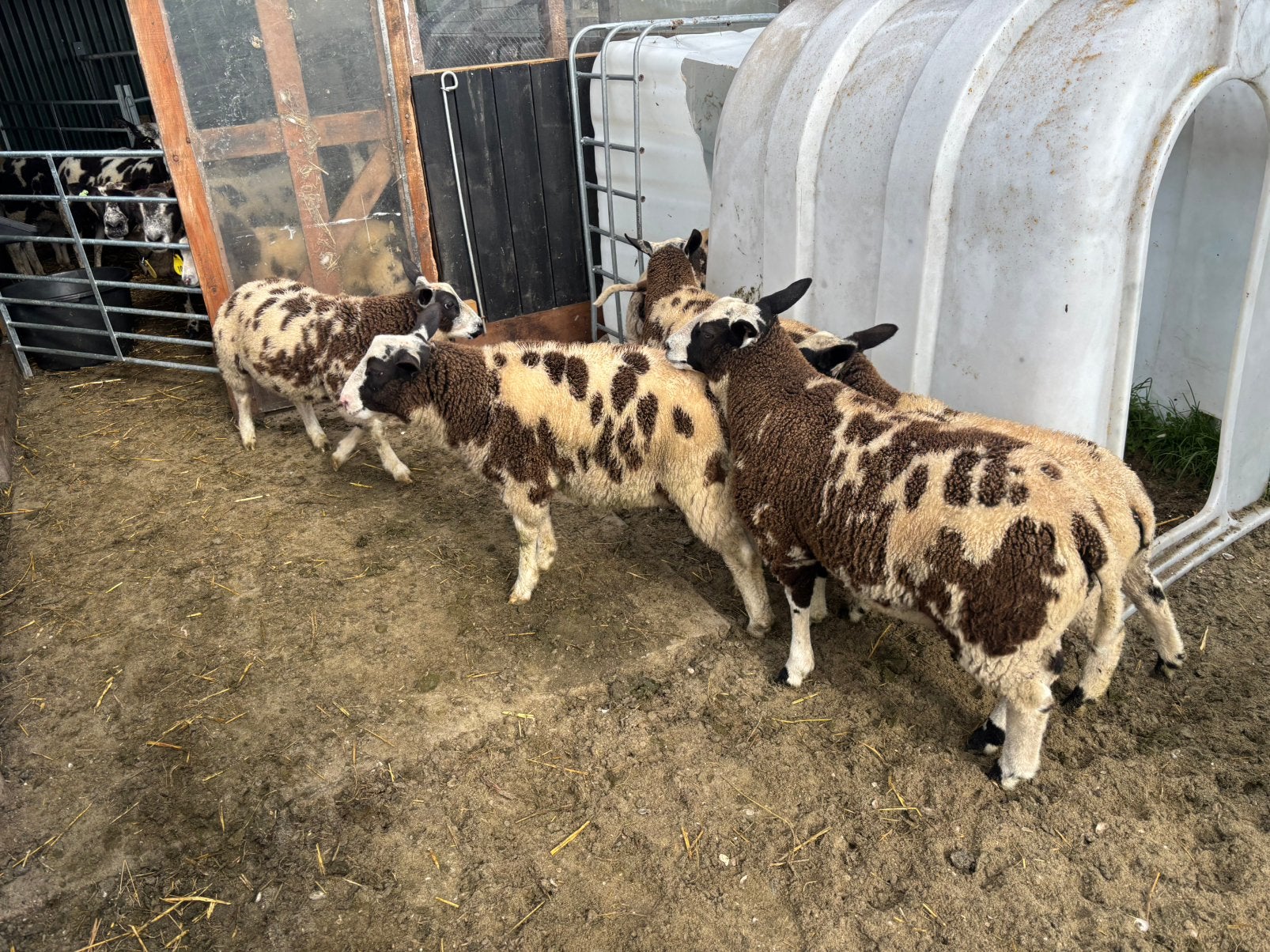 6 bonte rammen, Dieren en Toebehoren, Mannelijk, Schaap