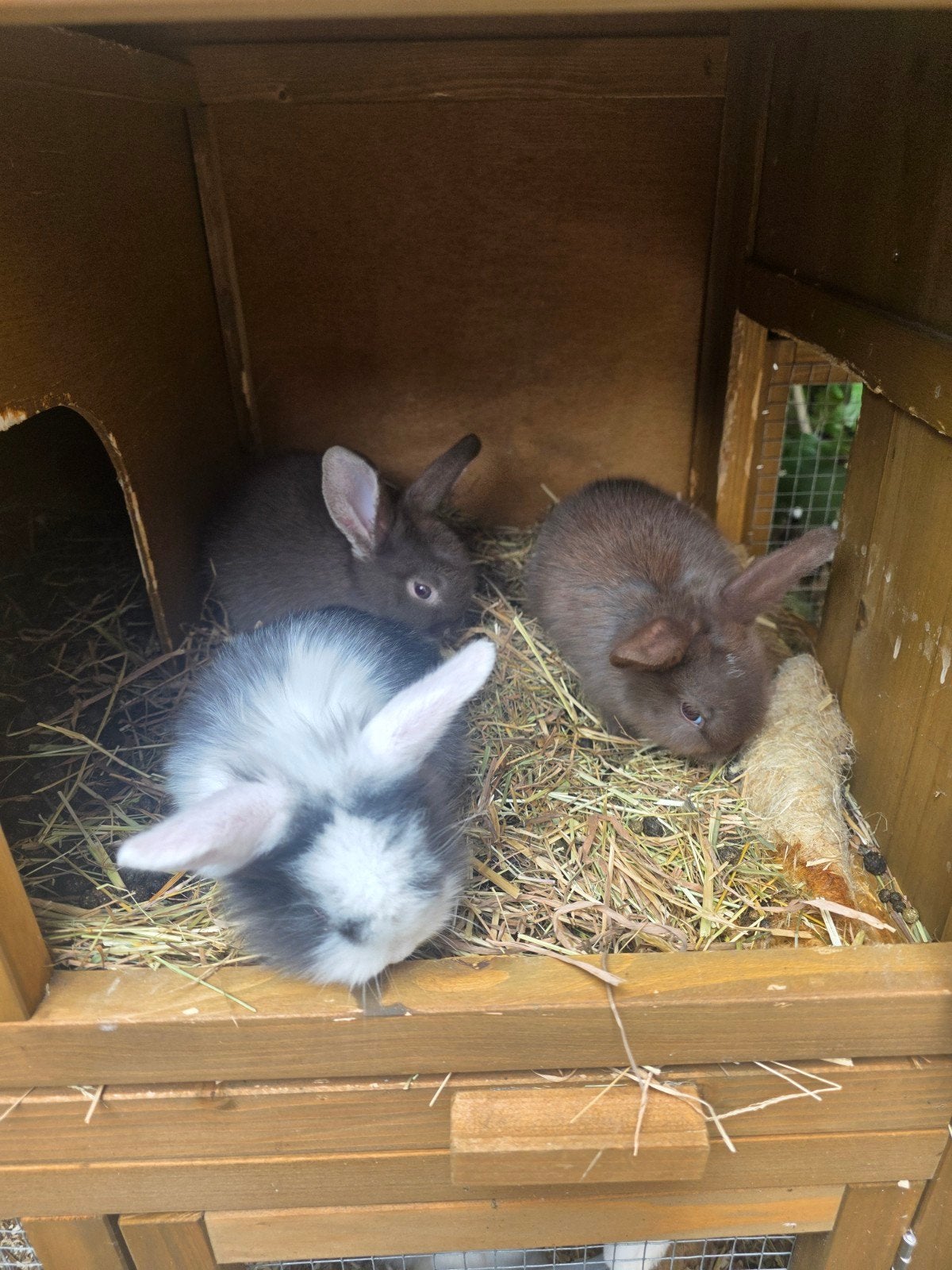 3 babyhangoor konijntjes nhd, Dieren en Toebehoren, Konijnen, Mannelijk, Dwerg