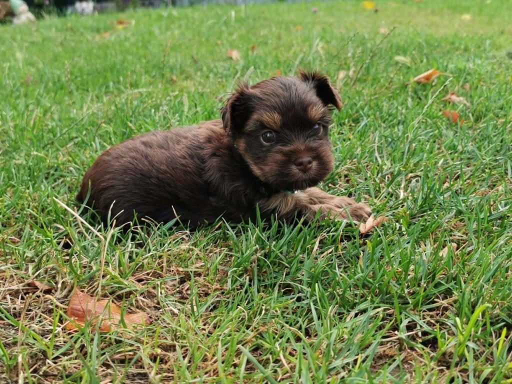 Yorkshire Terrier puppy schoko tan mannetje, Dieren en Toebehoren, Honden | Jack Russells en Terriërs, Yorkshire Terriër, Fokker | Hobbymatig