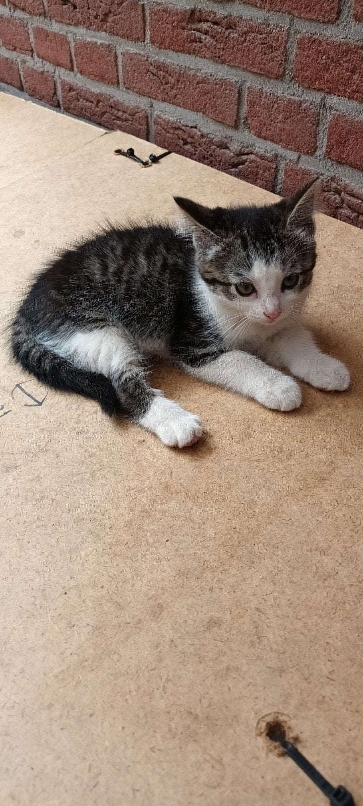 Boerderij kittens, Dieren en Toebehoren, Katten en Kittens | Overige Katten, Meerdere dieren