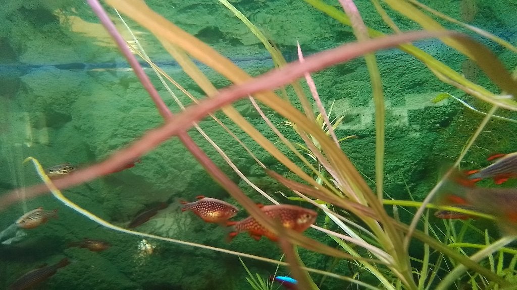 Danio margaritatus of Rasbora galaxy, Dieren en Toebehoren, Vis