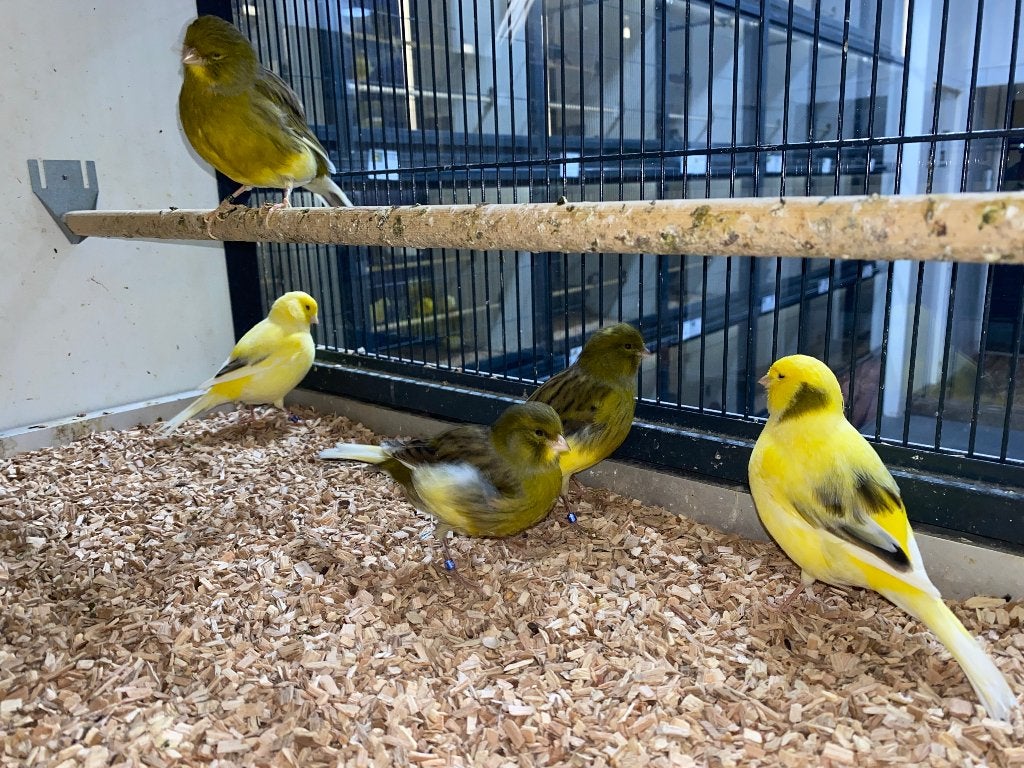 Kanaries | Verschillende soorten | mannen en poppen, Meerdere dieren, Kleurkanarie