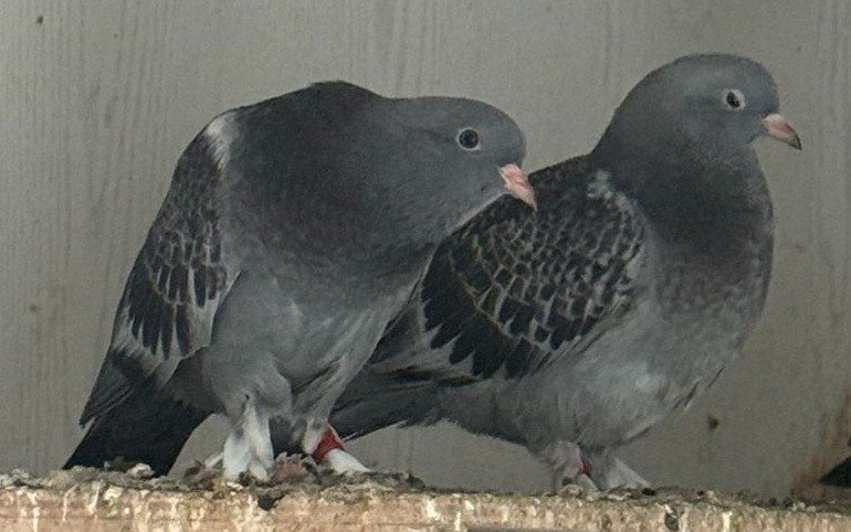 Takla  zijn kwijtgeraakt, Dieren en Toebehoren, Meerdere dieren, Postduif