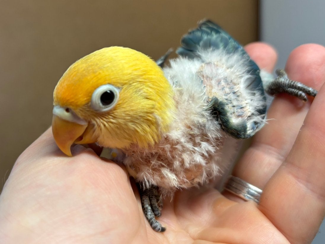 Jonge Turquoise opaline split ino Agapornis fischeri, Dieren en Toebehoren, Vogels | Parkieten en Papegaaien, Geslacht onbekend