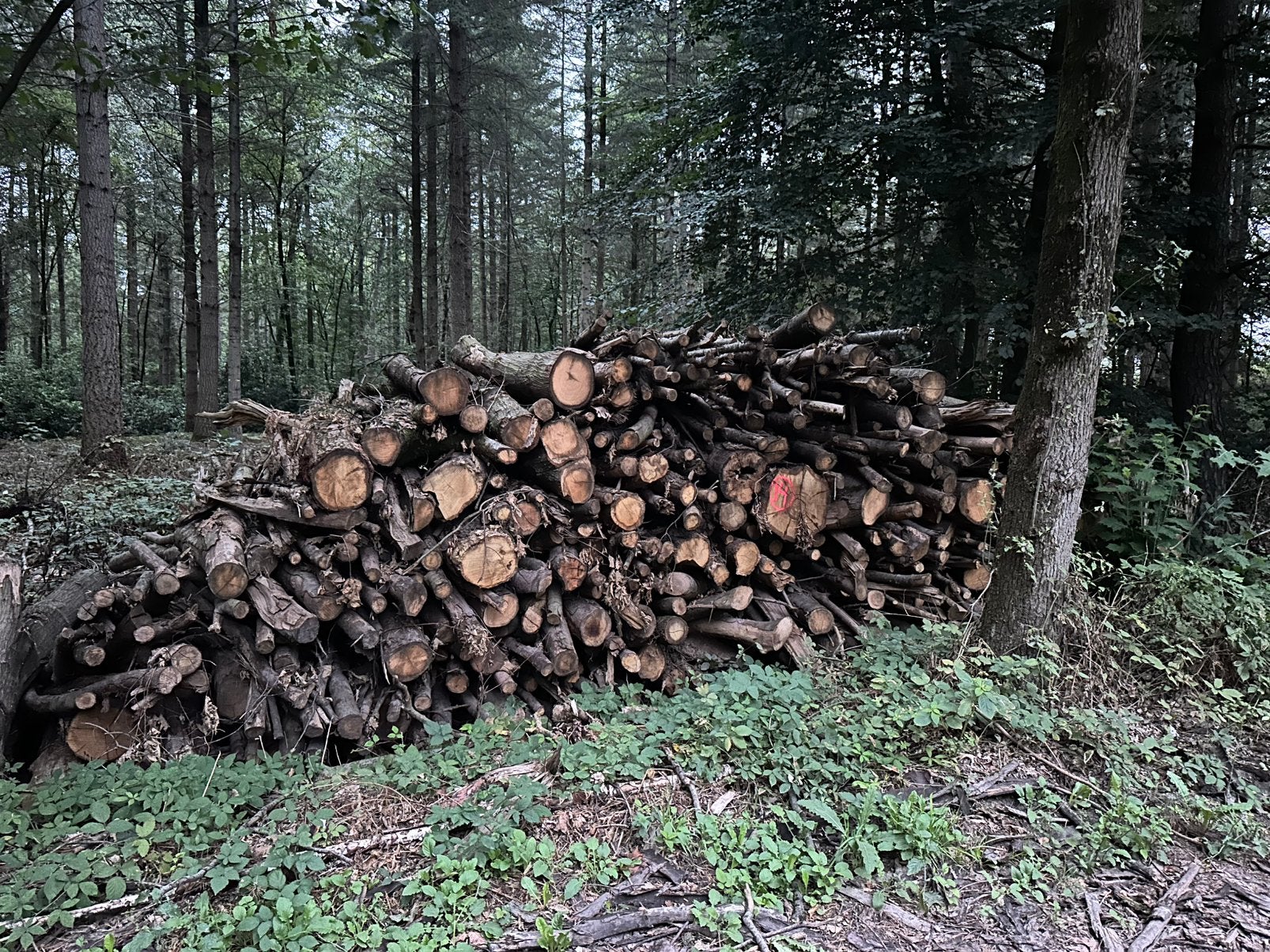 Beuken en eiken stammen haardhout, Ophalen