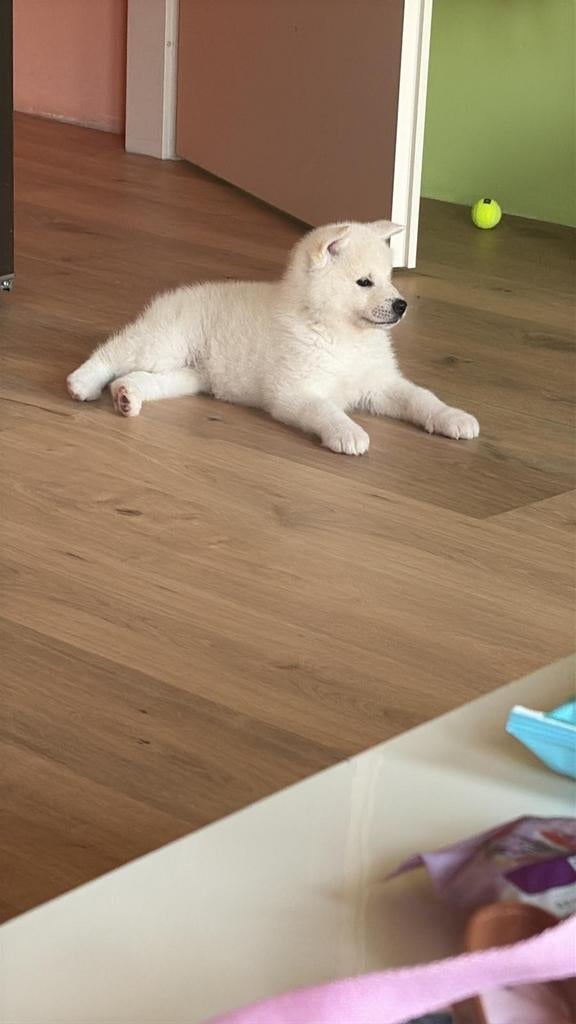 Akita Inu pup te koop (3 maanden), Overige rassen, 8 tot 15 weken, Teef, Parvo