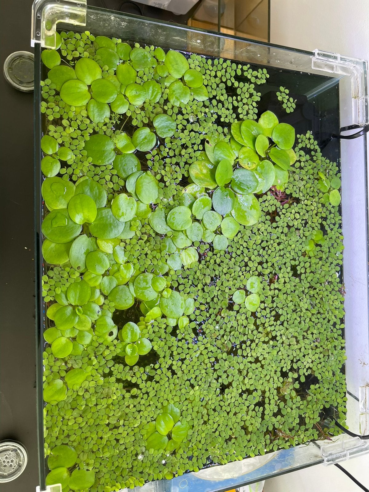 Salvinia minima drijfplant aquarium, Ophalen of Verzenden, Nieuw, Plant(en), Steen of Hout