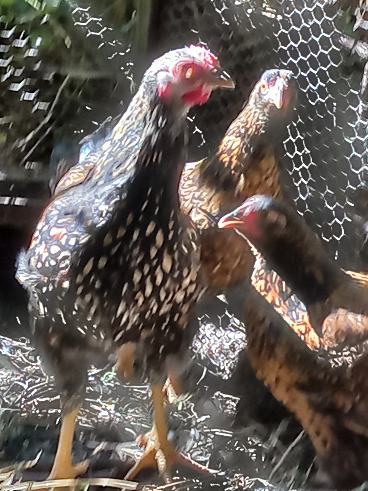 te koop 4 jonge wyandottes kriel, Meerdere dieren, Kip