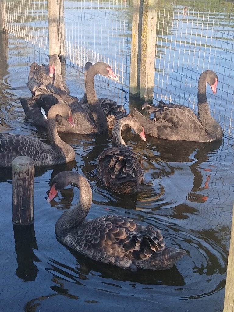 5 zeer mooie Zwarte Zwanen, Meerdere dieren, Wildzangvogel, Geringd