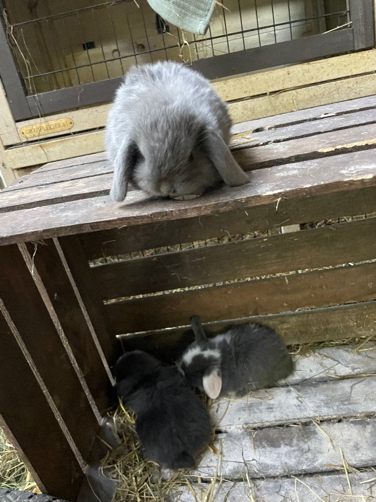 Jonge minilops. Rammetjes Mogen in september nest verlaten, Mannelijk, Dwerg, Hangoor