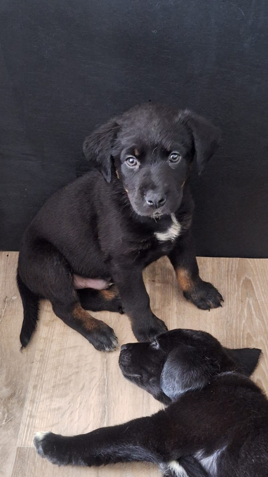 Kruising Bernsky / Friese Langhaar pups, 8 tot 15 weken, Meerdere, Meerdere dieren, Nederland