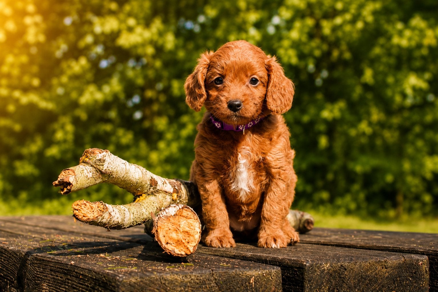 Maltipoo puppys🤍, Poedel, Parvo, 8 tot 15 weken, Meerdere