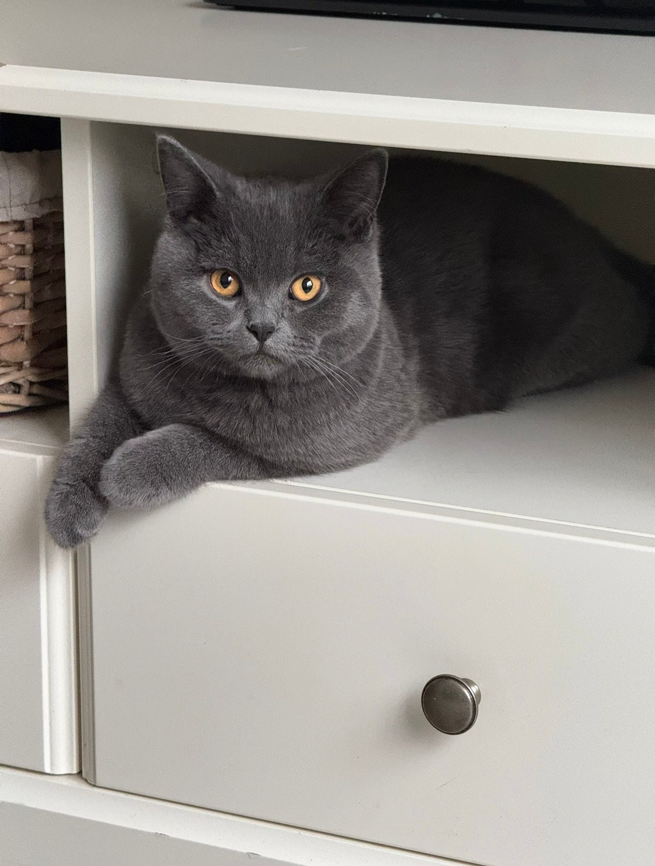 Lieve kater Britse korthaar, Dieren en Toebehoren, Katten en Kittens | Raskatten | Korthaar, Kater, Gechipt