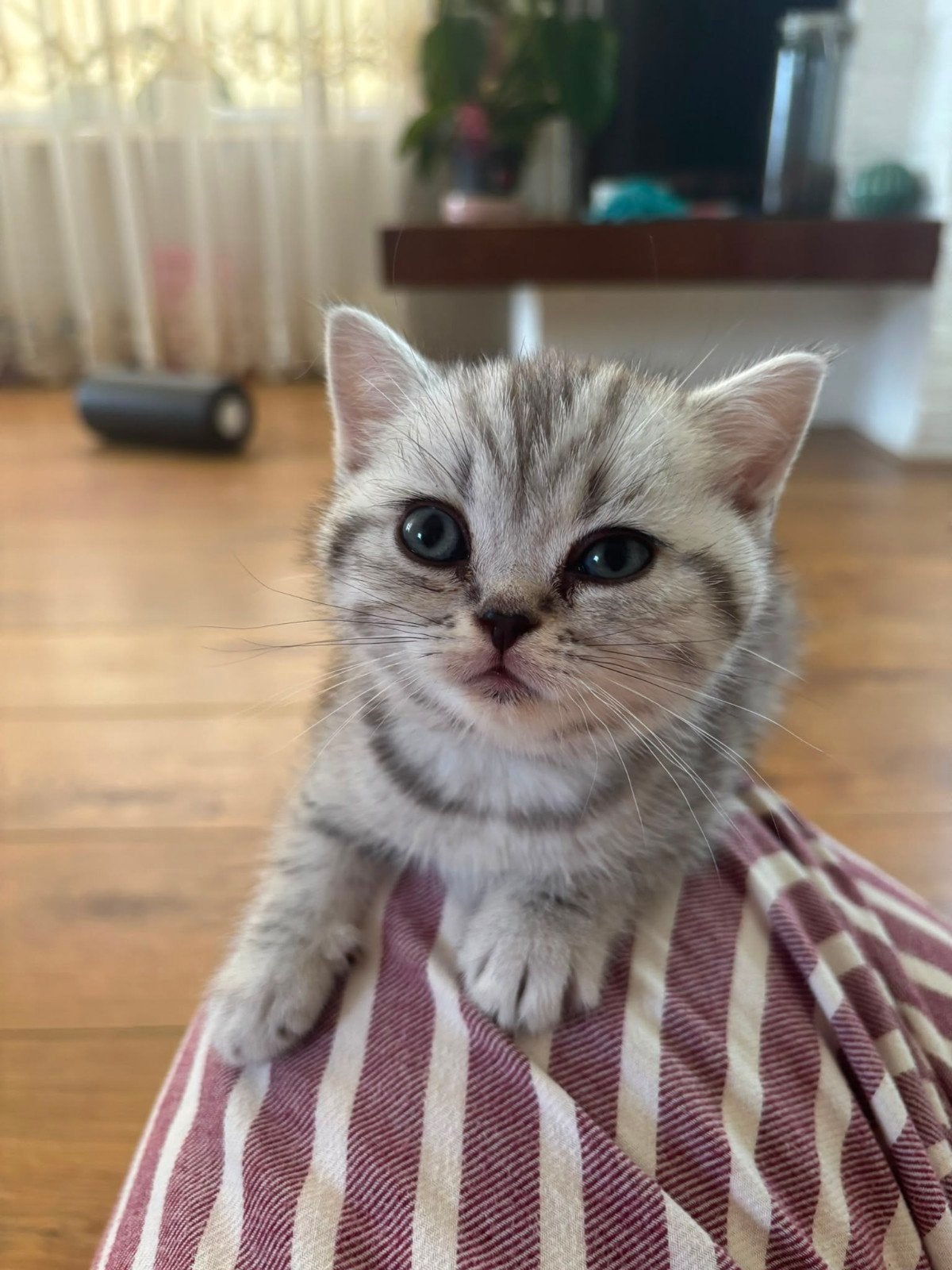 Britse korthaar Silver Tabby Kittens, Meerdere dieren, Gechipt