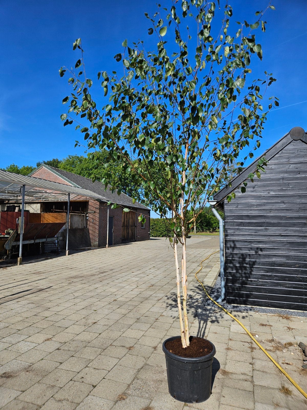 meerstammige betula utilis 'Doorenbos' te koop!, Bloeit niet, Halfschaduw, Overige soorten, 250 tot 400 cm