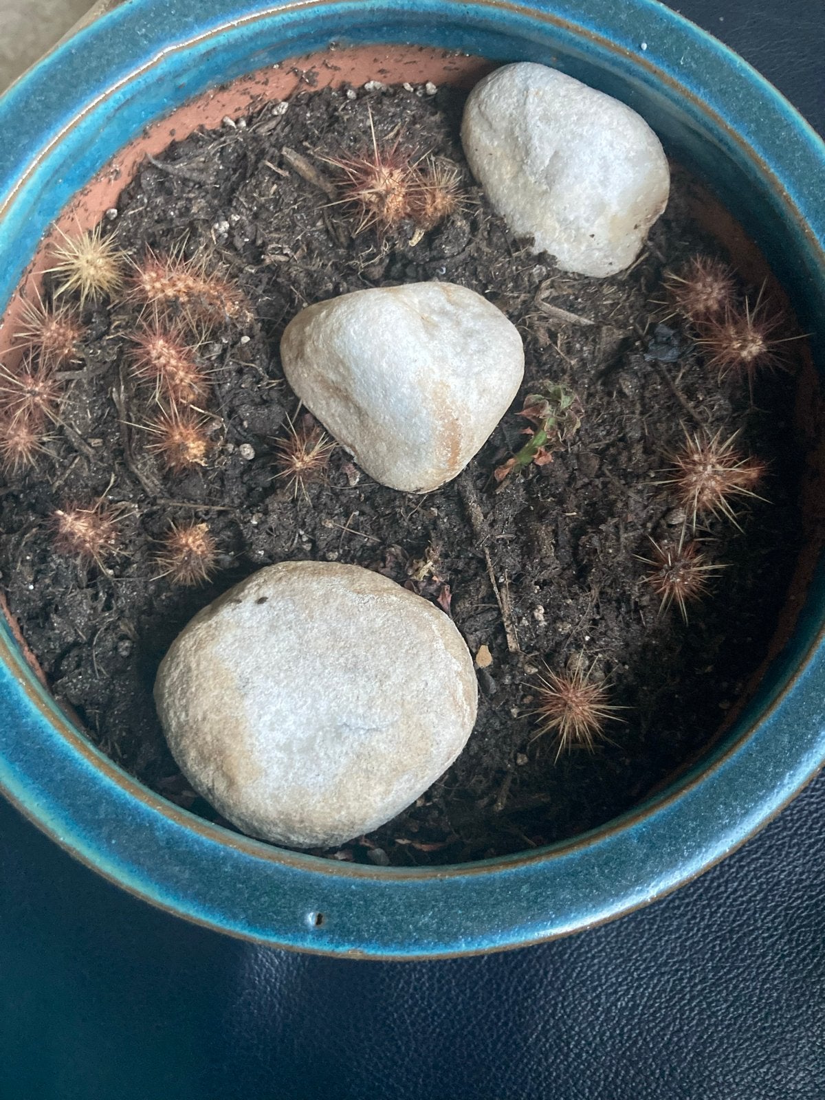 Kleine cactussen (zonder pot), Tuin en Terras, Planten | Tuinplanten, Volle zon, Vaste plant, Bloeit niet, Ophalen
