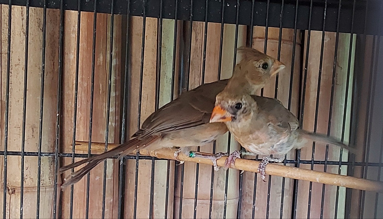 Rode kardinaal. 2026. 2-1 correct geringd., Dieren en Toebehoren, Meerdere dieren, Wildzangvogel, Geringd
