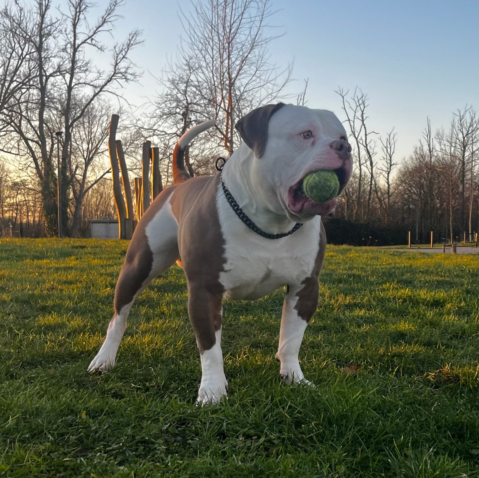 Bewezen Dekreu Amerikaanse Bulldog, België, Fokker | Hobbymatig, Reu, Parvo