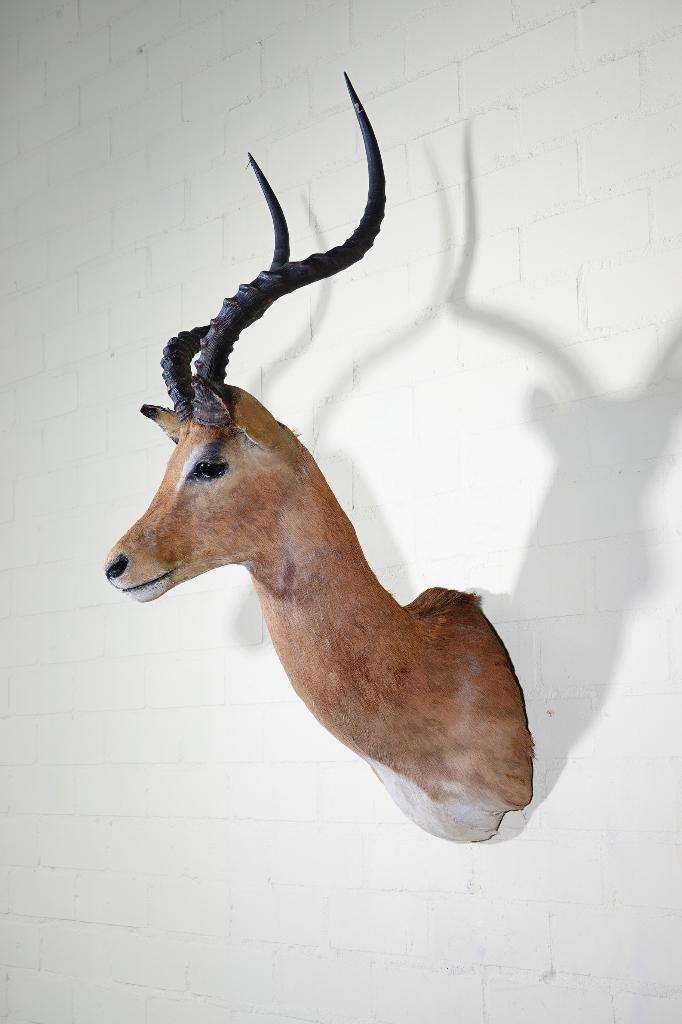 opgezette impala taxidermy opgestopt, Ophalen, Zo goed als nieuw, Hert, Gewei of Kop