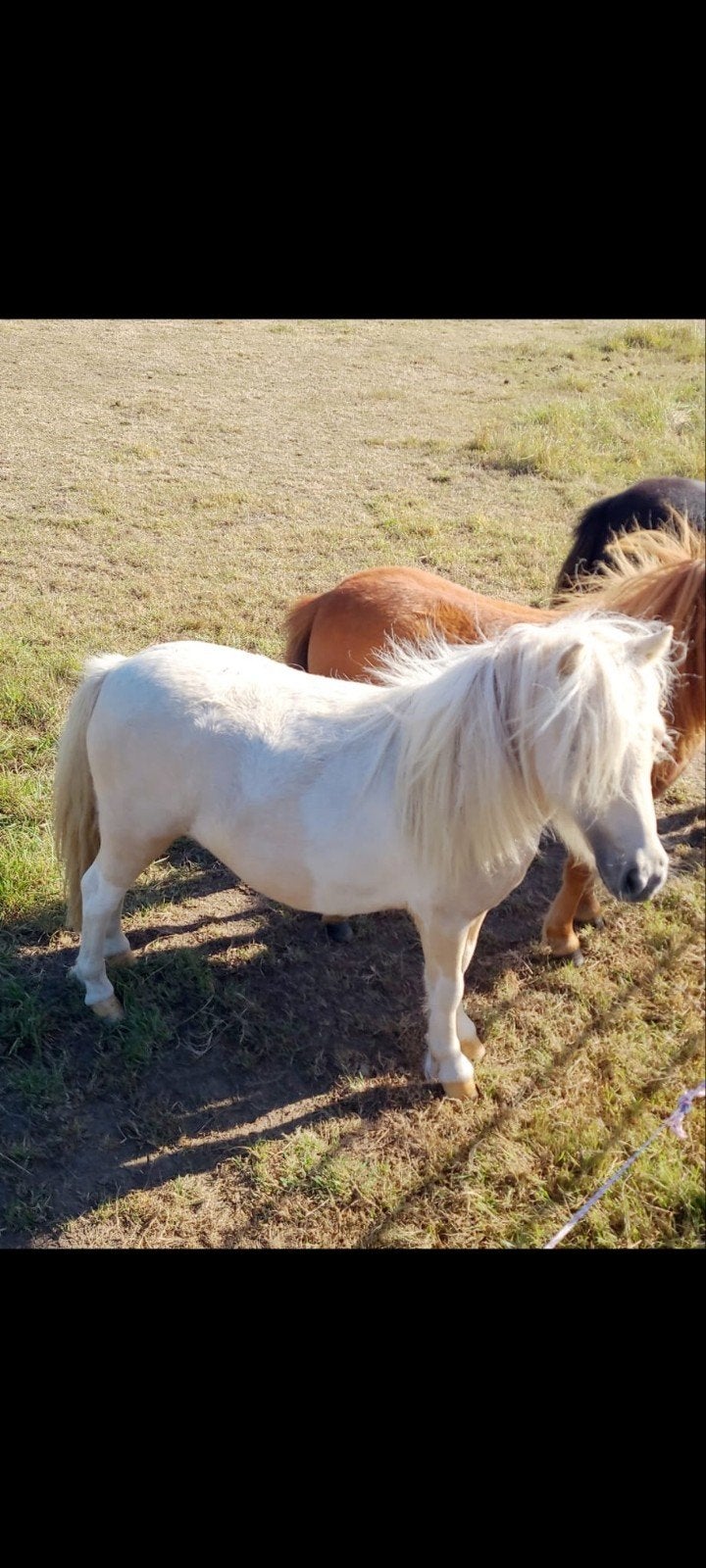 Palomino bonte mini merrie, Dieren en Toebehoren, Merrie