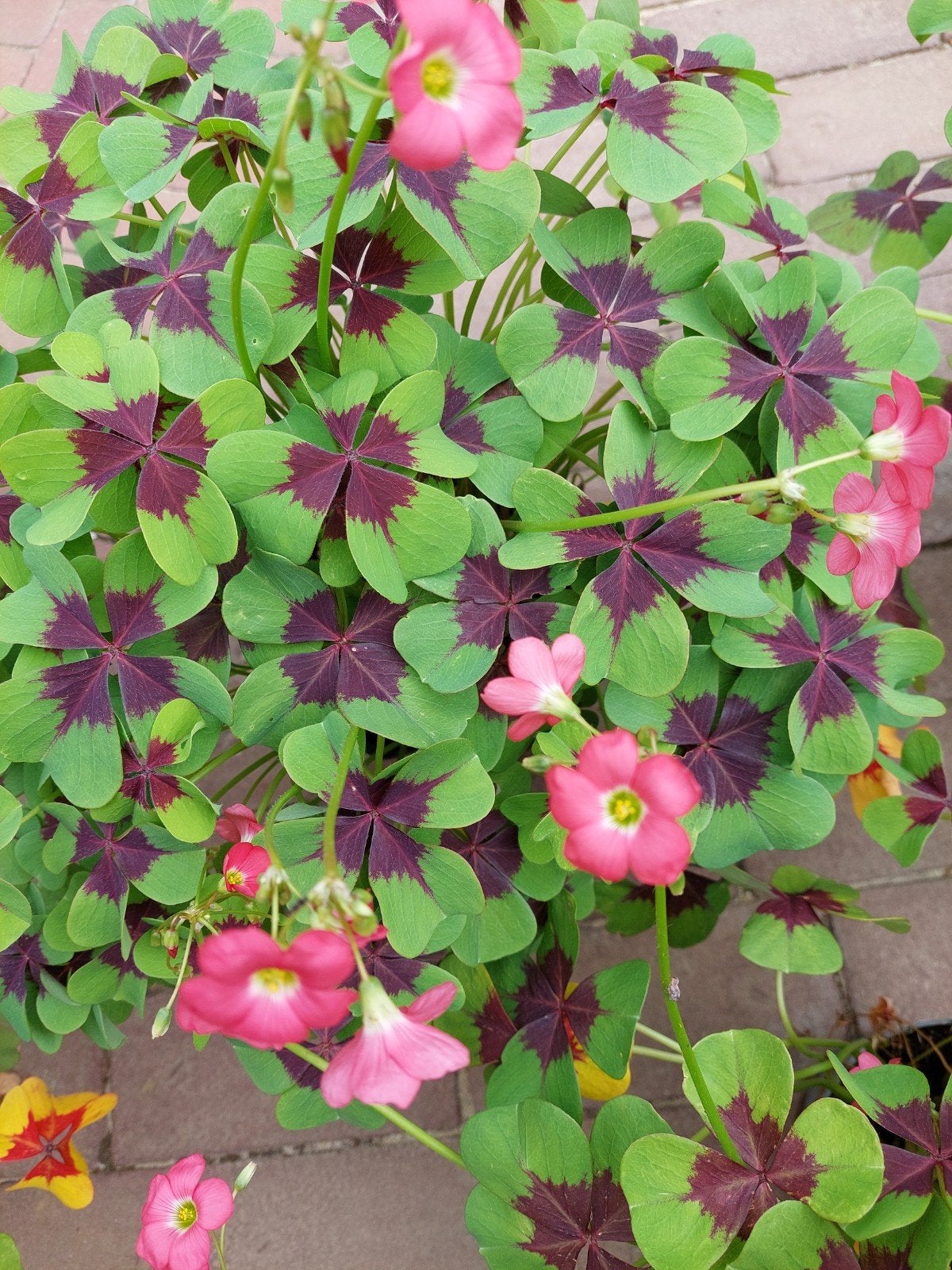 Klavertje 4 / Oxalis - Mooie volle planten, Ophalen, Overige soorten, Volle zon