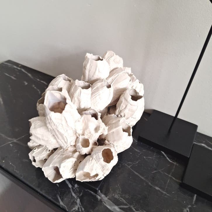 Mooie beige cluster ornament op zwarte voet japandi chique, Nieuw, Ophalen of Verzenden, X, X