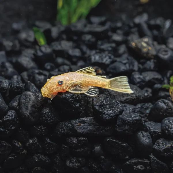 Ancistrus Lemon Blue Eye - Lemon Blue Eye Algeneter, Dieren en Toebehoren, Vissen | Aquariumvissen, Vis, Zoetwatervis