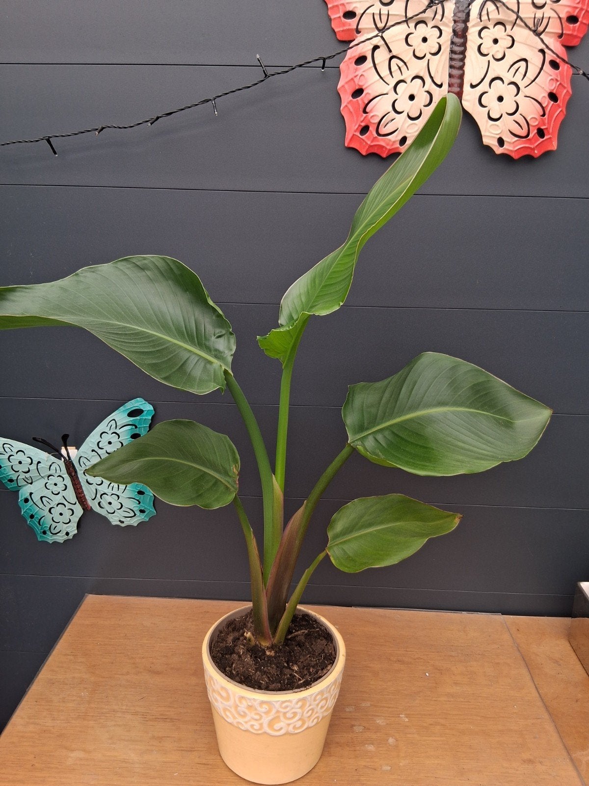 Strelitzia Nicolai - Paradijsvogelplant, Huis en Inrichting, Kamerplanten, Ophalen
