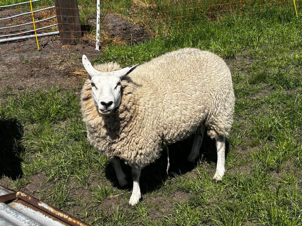 Mooie ooi 25, Dieren en Toebehoren, Schapen, Geiten en Varkens, Vrouwelijk, Schaap