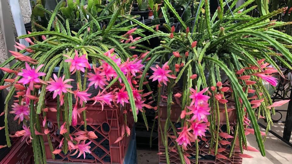 Aporocactus Delicate Stripes - Rattenstaart cactus, Huis en Inrichting, Kamerplanten, Verzenden, Cactus, Volle zon, Minder dan 100 cm