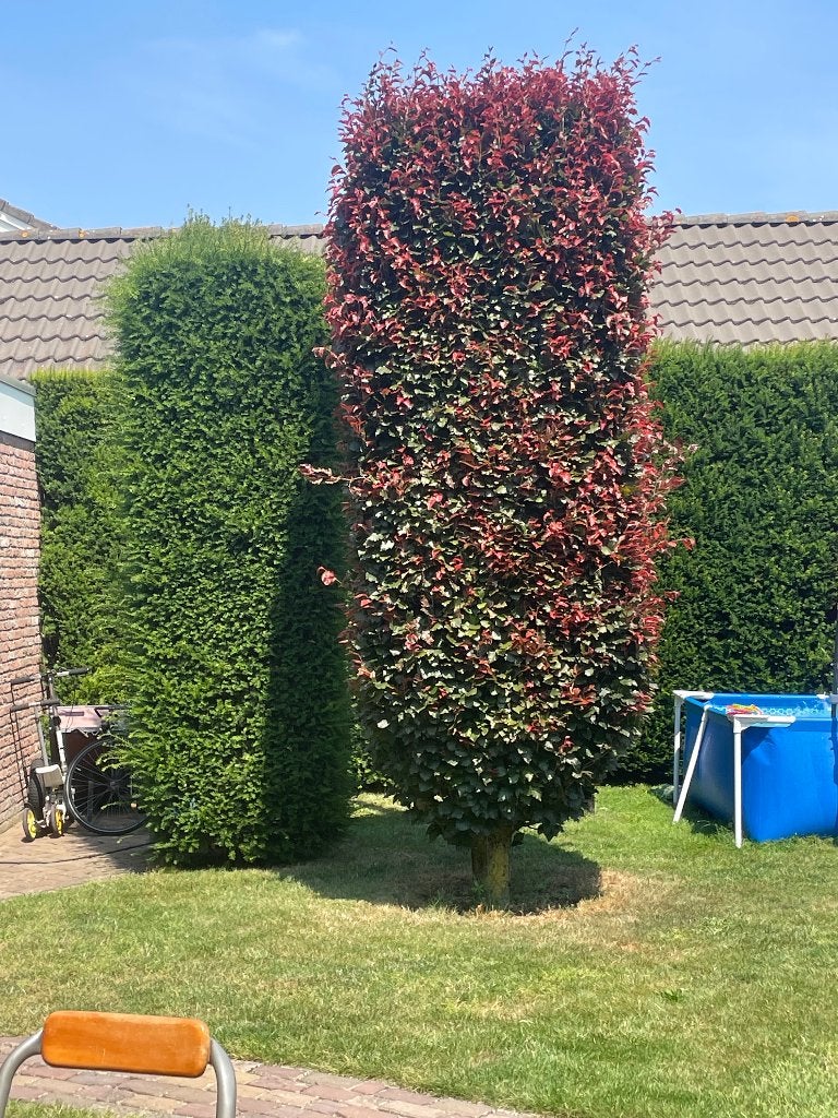 Rode beuk, Overige soorten, Lente, 250 tot 400 cm, Ophalen